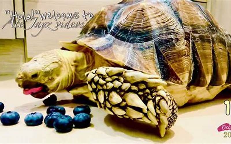 Can Tortoises Eat Blueberries?