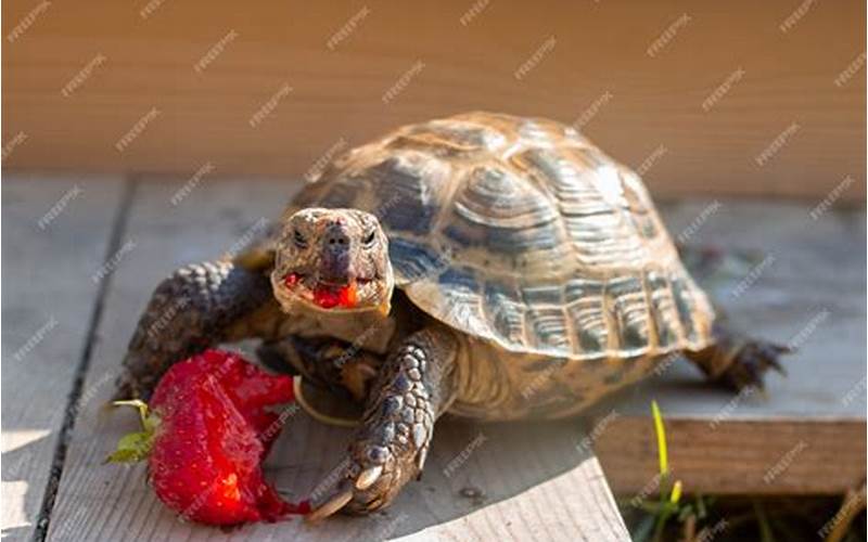 Can Tortoises Eat Strawberries?