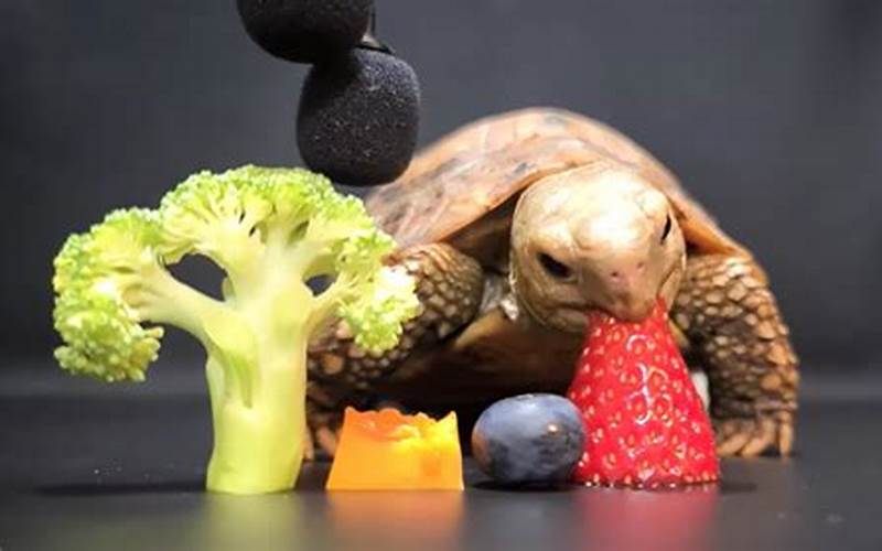 Tortoise Eating Vegetables