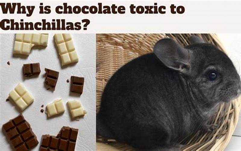 Toxic Foods For Chinchillas