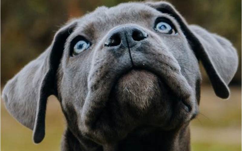 Training Blue Eyed Cane Corso