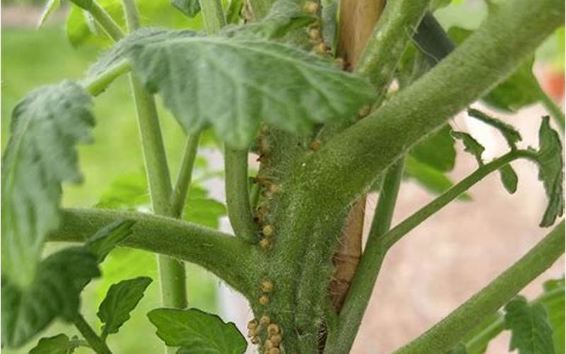 Treatment Options For Bumps On Tomato Stems