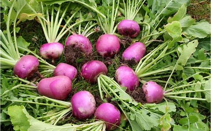 Companion Planting for Turnips