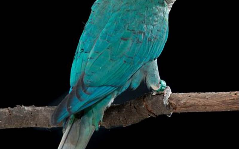 Turquoise Green Cheek Conure