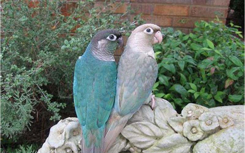 Turquoise Green Cheek Conure Physical Appearance