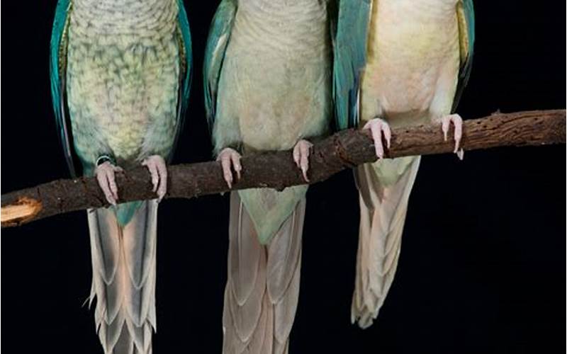 Turquoise Green Cheek Conure Training And Socialization