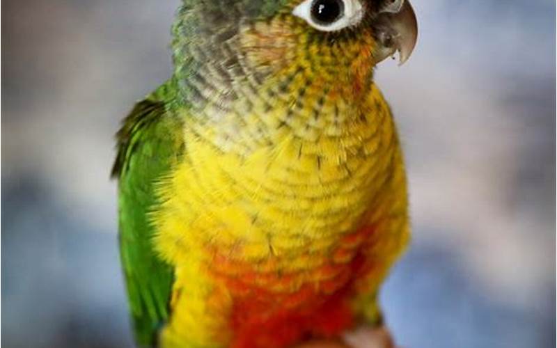 Turquoise Green Cheeked Conure Diet
