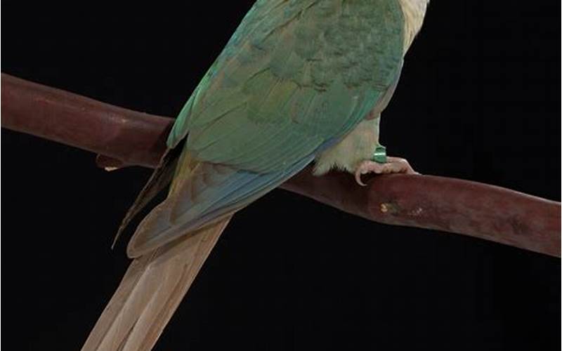 Turquoise Green Cheeked Conure Exercise
