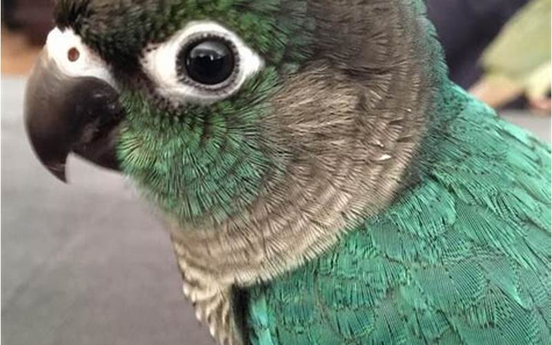 Turquoise Green Cheeked Conure Housing