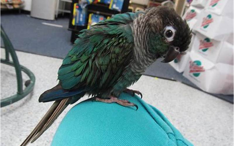 Turquoise Green Cheeked Conure Personality