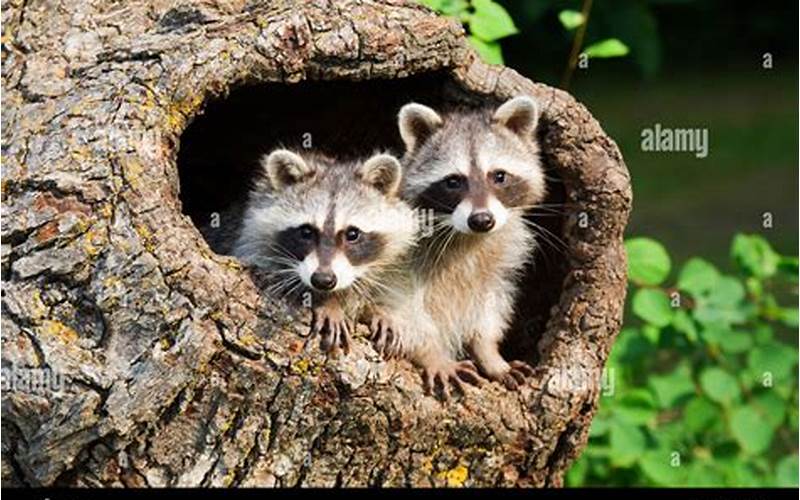 Sounds of Raccoons Mating: What You Need to Know