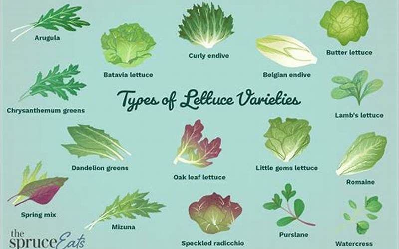 Types Of Lettuce
