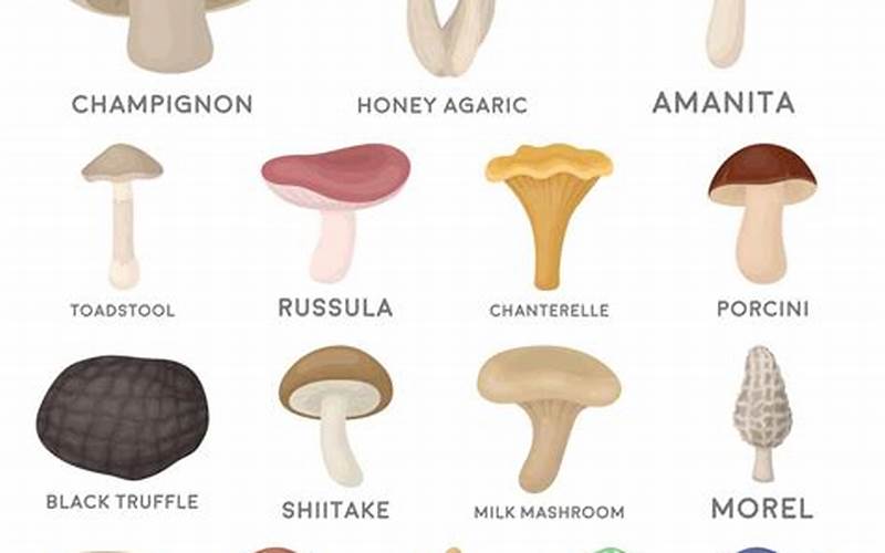 Types Of Mushrooms Found In Kashmir
