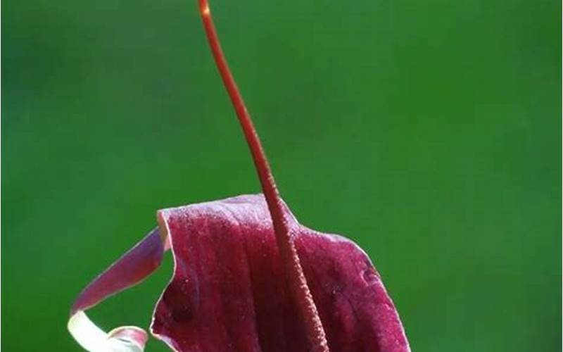 Typhonium Blumei
