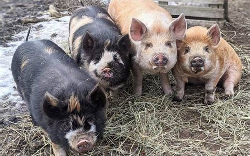 Uses Of Idaho Pasture Pigs