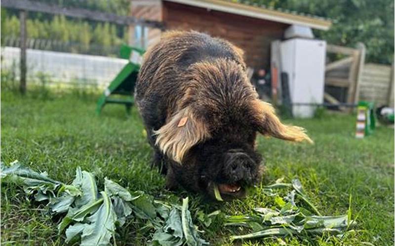 Uses Of Kunekune Pigs