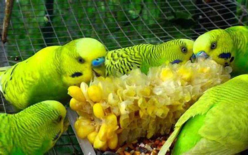 Vegetables For Parakeets