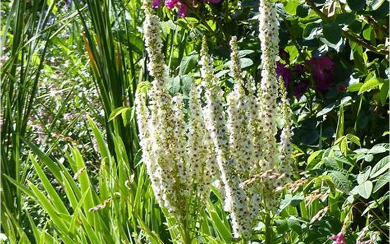 Verbascum Chaixii Album