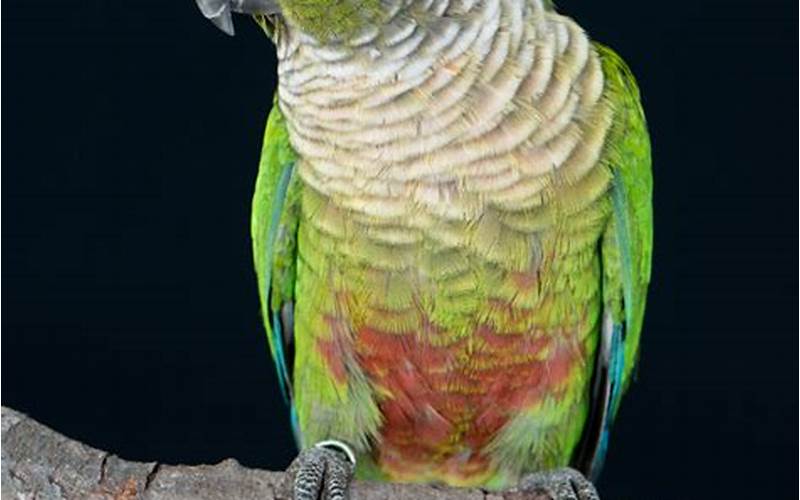 Violet Green Cheek Conure: The Beautiful and Friendly Parrot