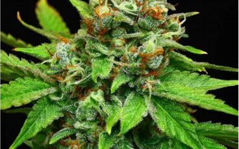 Peanut Butter OGKB Strain: What You Need to Know