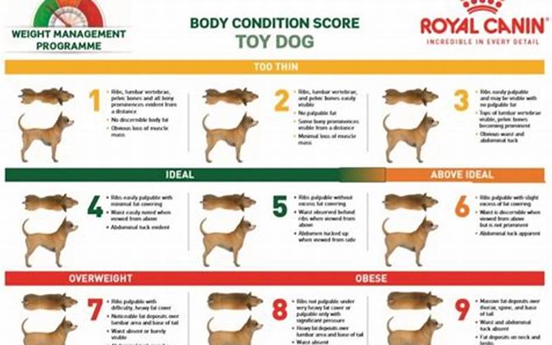 What To Do If Your Pet'S Score Is Abnormal