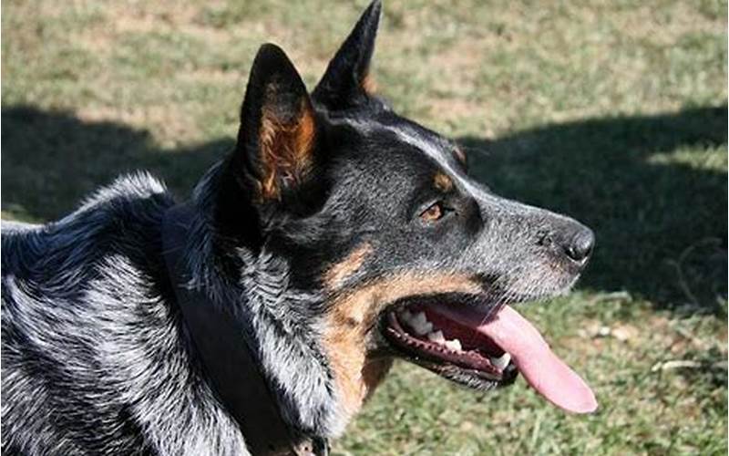When Do Blue Heelers Ears Stand Up?