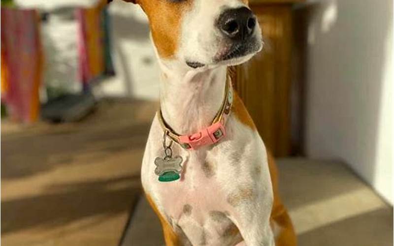 Whippet Jack Russell Mix: A Guide to This Unique Breed