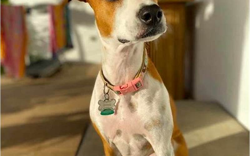 Whippet Jack Russell Mix Health