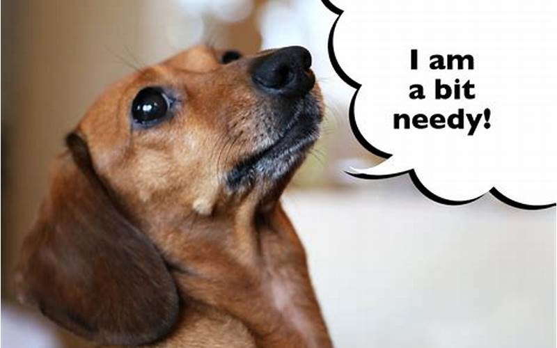 Why Are Dachshunds So Needy?