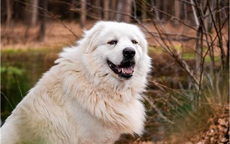 Why Does My Great Pyrenees Growl at Me?