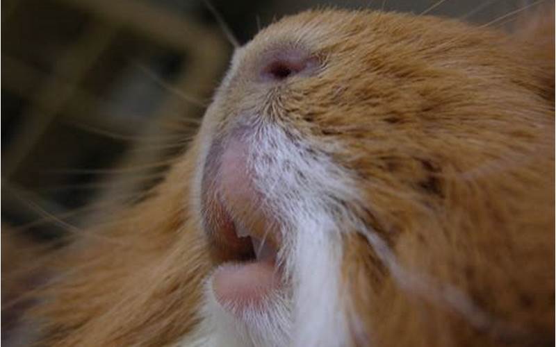 Why Is My Guinea Pig Chattering His Teeth?
