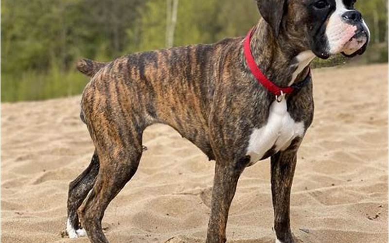 Why You Should Consider A Brindle Dog