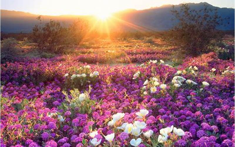 Wildflower Bloom In Desert