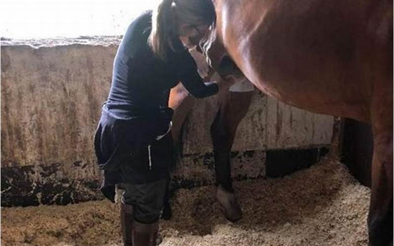 Women Jerking off Horse: A Taboo Topic in the Equine World