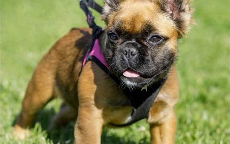 Meet the Yorkie and French Bulldog Mix: A Perfect Combination of Quirkiness and Charm
