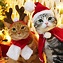 Pin by Tiffany Rose Princess on Christmas Kitties | Cat christmas ...