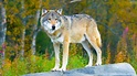 Soziale Wildtiere: Warum die Wölfe heulen - Welt der Wunder TV