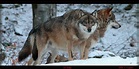 Die Wölfe Foto & Bild | tiere, zoo, wildpark & falknerei, natur Bilder ...