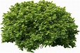 Green Bush PNG Images Transparent Background | PNG Play