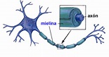 ¿Qué es la mielina? | Guía metabólica