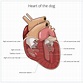 Heart Murmurs in Dogs: Symptoms, Causes and Treatment