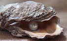 Meer Schönheit - doch wie entsteht eine Perle eigentlich?