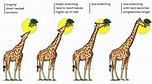 Lamarck's Theory of Evolution - Overview, Postulates, Examples ...