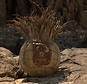 What Tom Hank's volleyball Wilson looks like now as Castaway turns 15 ...