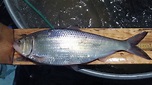 American Shad