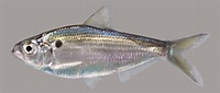 Threadfin Shad – Discover Fishes