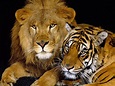 Big Cats - Wild Animals Photo (3633223) - Fanpop