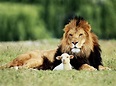 The Lion and Lamb: Balance Between Self-confidence and Humility ...