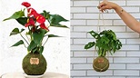 Conoce las Kokedamas, ¡la nueva tendencia en el cultivo de plantas!