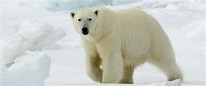The polar bear - Greenland Travel EN